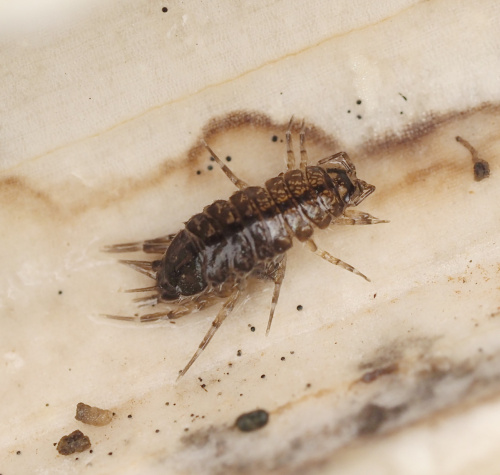 Water Hog-louse Asellus aquaticus