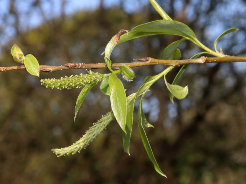 White Willow Salix alba