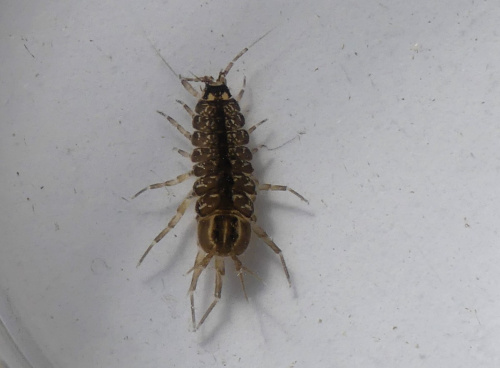 Water Hog-louse Asellus aquaticus