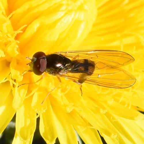 Chequered Hoverfly Melanostoma scalare