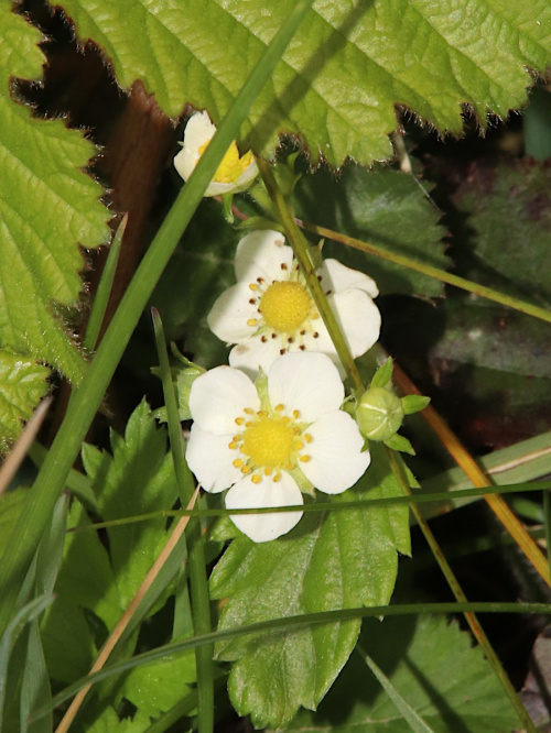 Wild Strawberry | NatureSpot