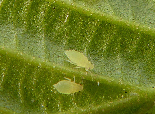 Photo of the association