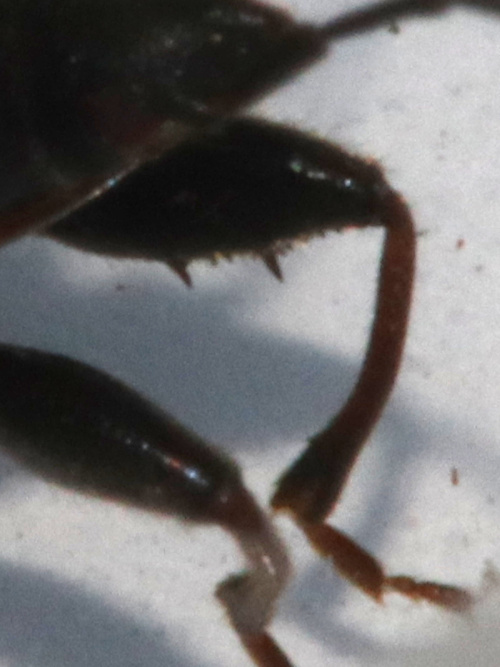 Species image