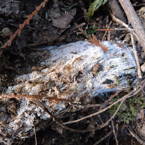 Coral slime Ceratiomyxa fruticulosa