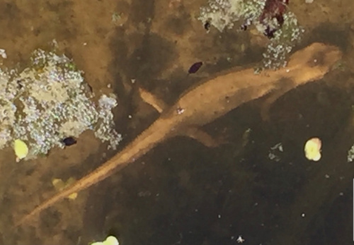Smooth Newt Lissotriton vulgaris