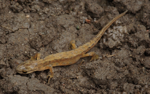 Smooth Newt Lissotriton vulgaris