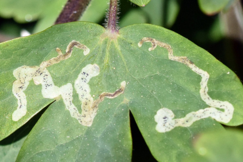  Phytomyza minuscula