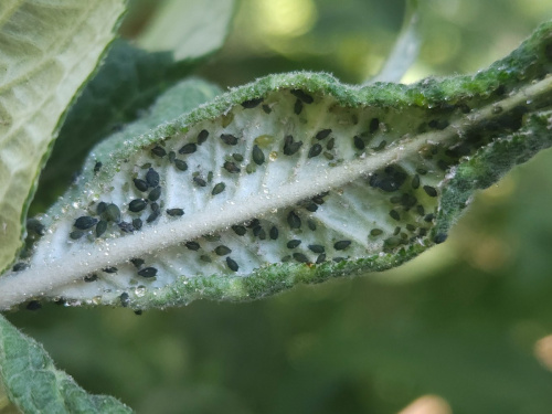 Photo of the association