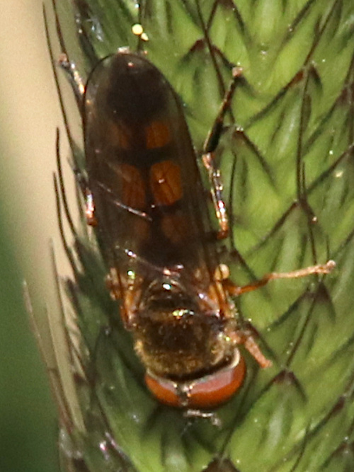  Platycheirus