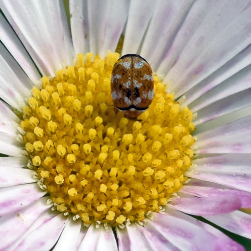 Varied Carpet Beetle Anthrenus verbasci