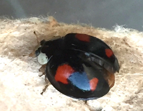 Harlequin Ladybird Harmonia axyridis