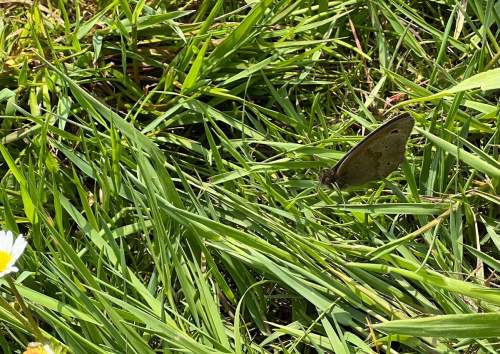 Meadow Brown Maniola jurtina