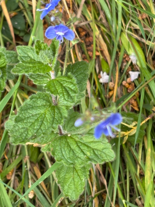 Germander Speedwell Veronica chamaedrys