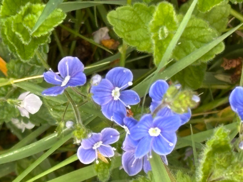Germander Speedwell Veronica chamaedrys