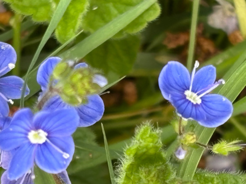 Germander Speedwell Veronica chamaedrys