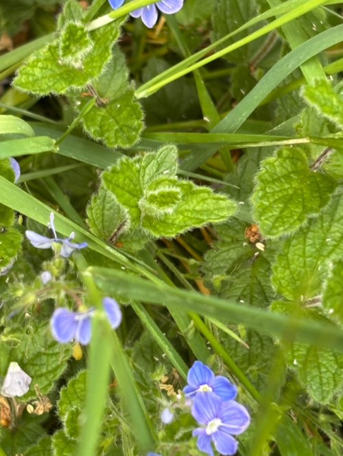Germander Speedwell Veronica chamaedrys