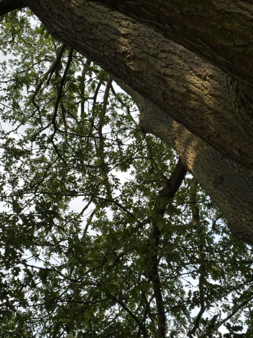Sessile Oak Quercus petraea
