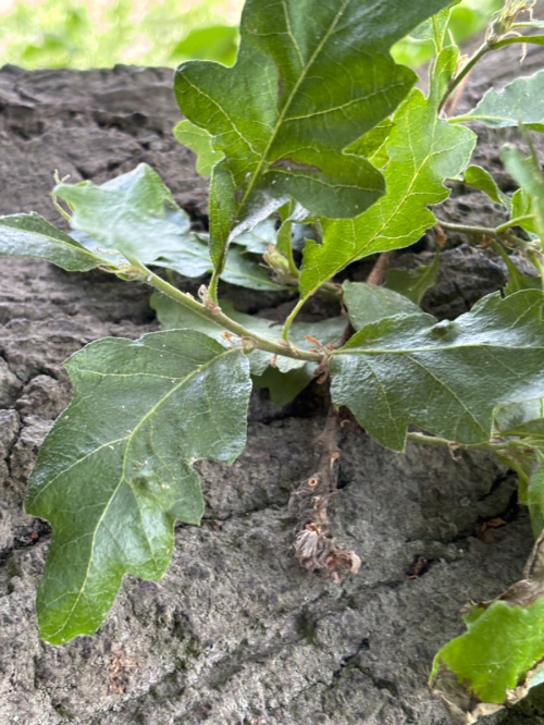 Sessile Oak Quercus petraea