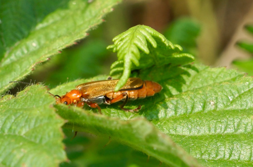  Cantharis livida
