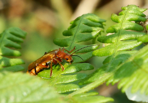  Cantharis livida