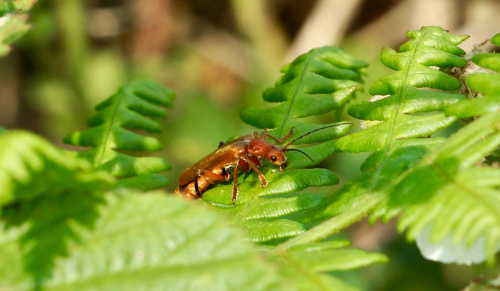  Cantharis livida