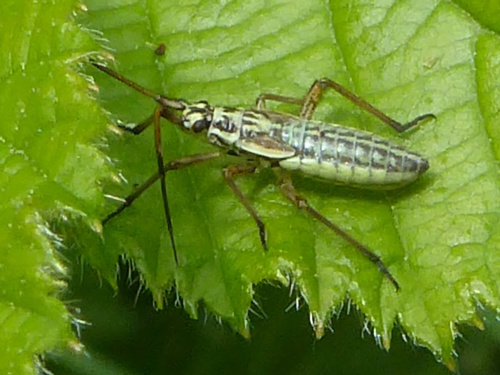  Leptopterna dolabrata