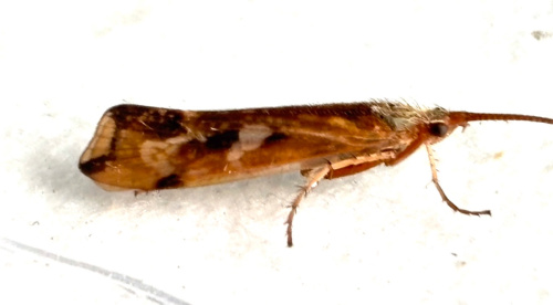  Limnephilus lunatus