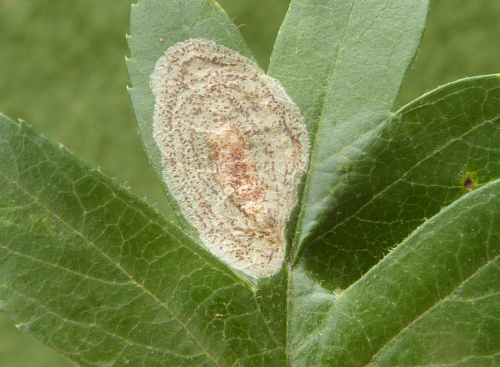 Photo of the association