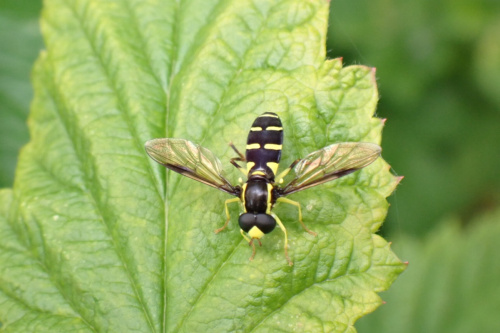  Xanthogramma pedissequum sensu lato
