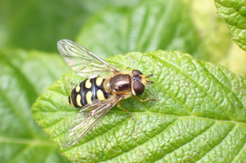 Migrant Hoverfly Eupeodes corollae