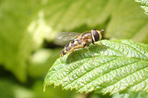 Migrant Hoverfly Eupeodes corollae