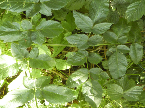 Wild Angelica | NatureSpot