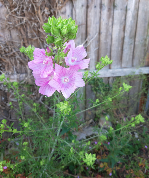 Musk-mallow | NatureSpot