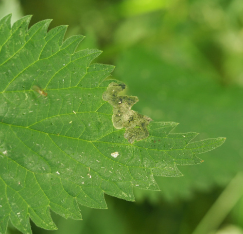  Agromyza anthracina