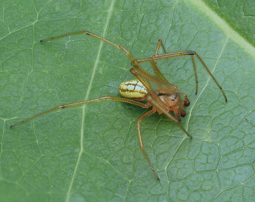 Common Candy-striped Spider sensu stricto Enoplognatha ovata sensu stricto