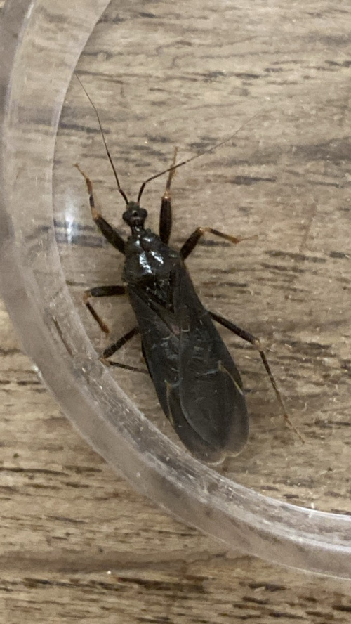 Species image