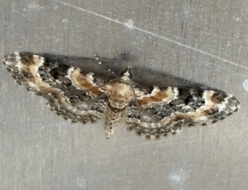 Foxglove Pug Eupithecia pulchellata