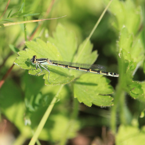 Common Blue Damselfly Enallagma cyathigerum