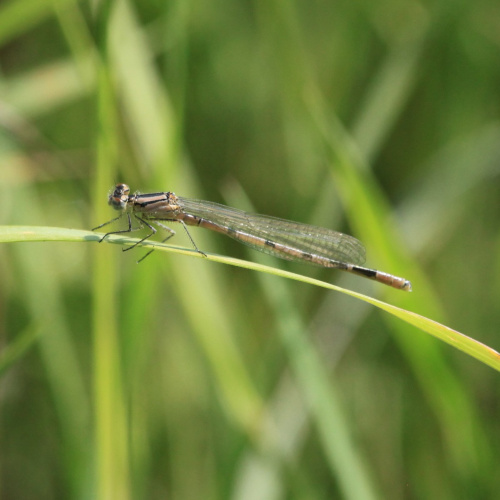Common Blue Damselfly Enallagma cyathigerum