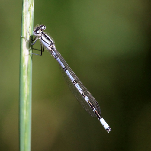 Common Blue Damselfly Enallagma cyathigerum