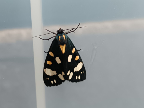 Scarlet Tiger Callimorpha dominula