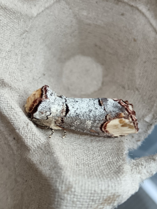 Buff-tip Phalera bucephala