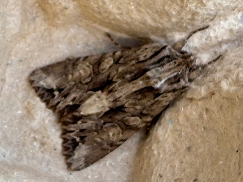 Dark Arches Apamea monoglypha