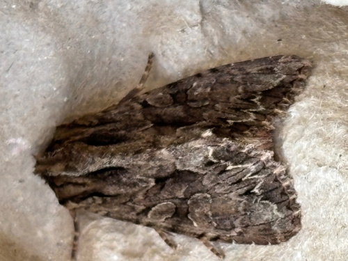 Dark Arches Apamea monoglypha