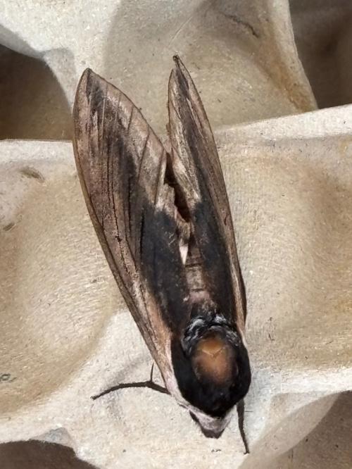 Privet Hawk-moth Sphinx ligustri