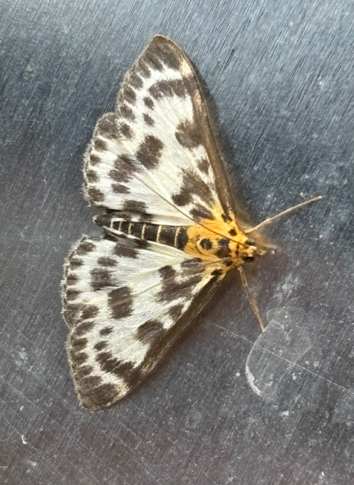 Small Magpie Anania hortulata