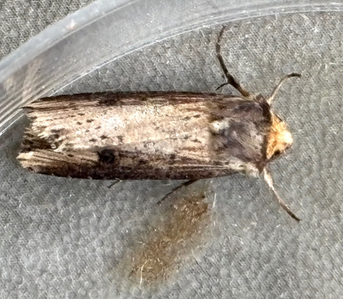 The Flame Axylia putris