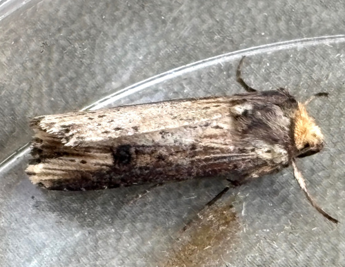 The Flame Axylia putris
