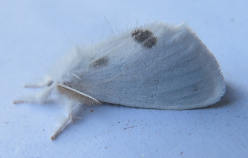 Yellow-tail Euproctis similis