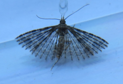 Twenty-plume Moth Alucita hexadactyla